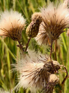 First Place Flora Category - 2023